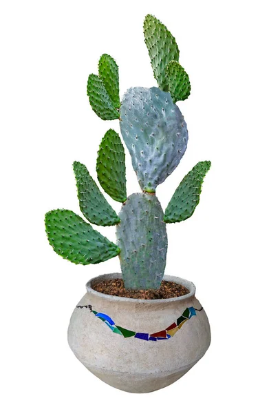 Sluiten Van Cactus — Stockfoto