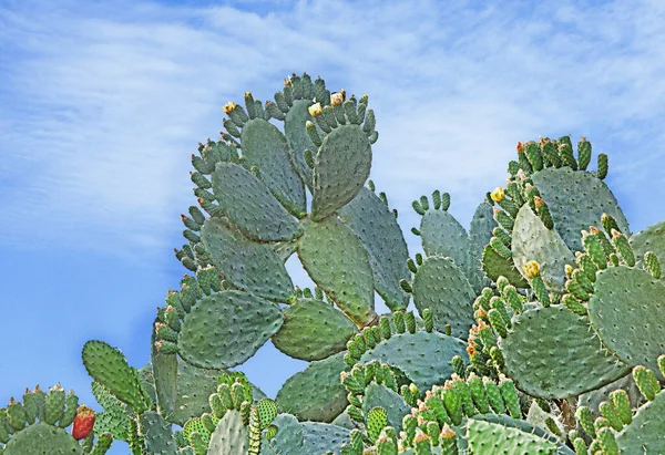 Primer Plano Cactus Fondo Del Cielo — Foto de Stock