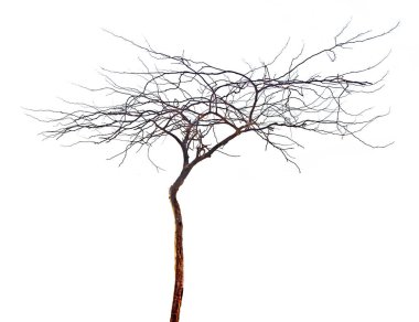 Beyaz arkaplanda kuru ağaç izole edildi