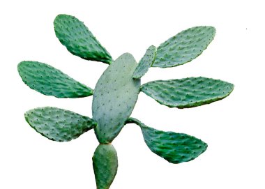 Kaktüs beyaz arkaplanda izole