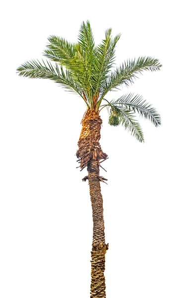 Palmetre Isolert Hvit Bakgrunn – stockfoto