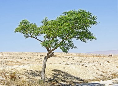 Baharda İsrail 'de süs ağacı