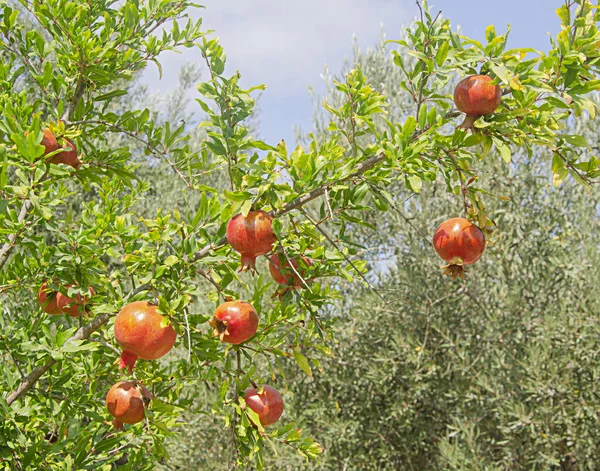 Gros Plan Des Grenades Mûres Sur Arbre — Photo