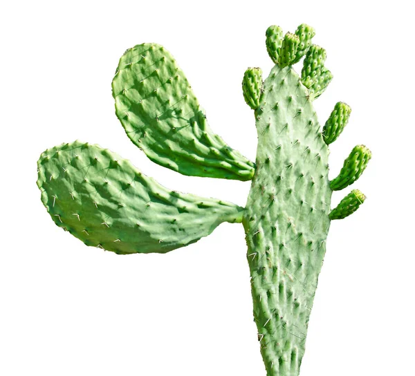 Kaktus Isolerad Vit Bakgrund — Stockfoto