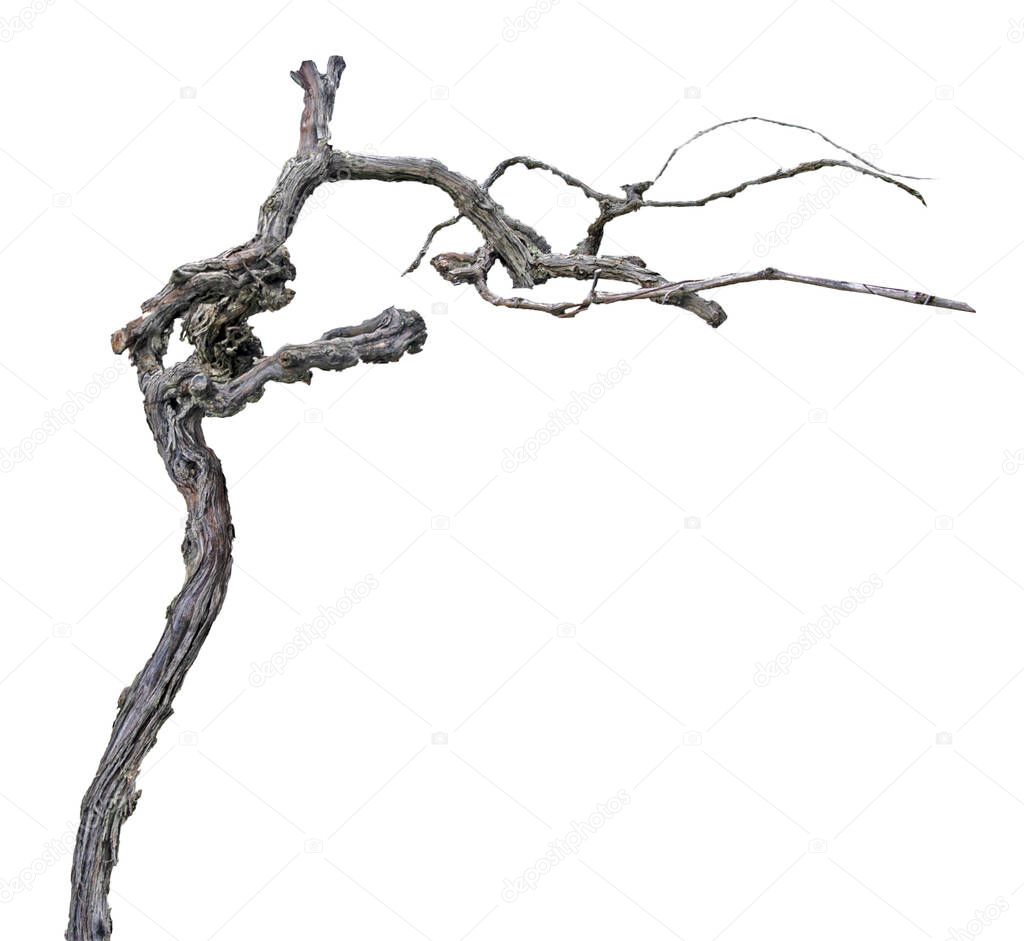 Dry branch  isolated on white background