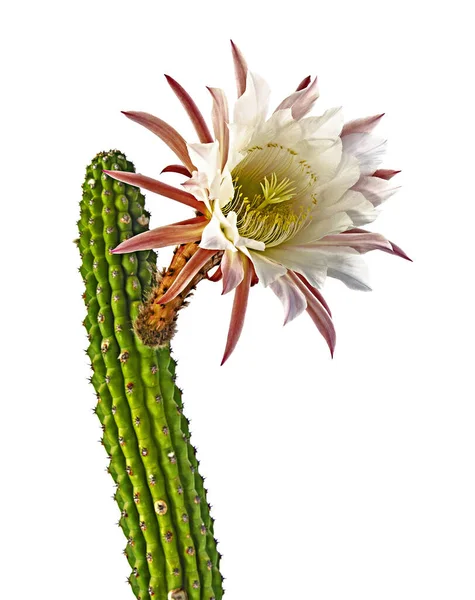 Kaktus Med Vita Blommor Isolerad Vit Bakgrund — Stockfoto