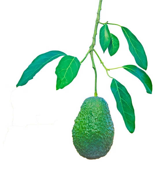 Primer Plano Rama Aguacate — Foto de Stock