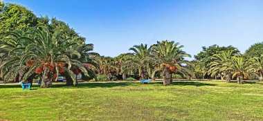 İsrail 'de palmiye ağaçları olan park