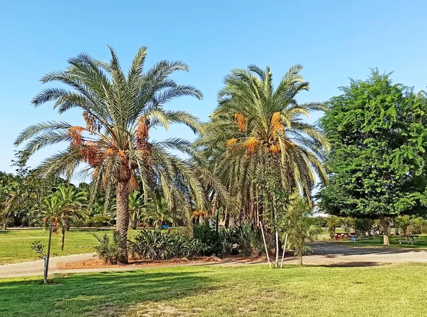 以色列境内有棕榈树的公园 — 图库照片