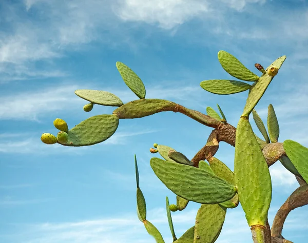 Närbild Kaktus Och Himmel — Stockfoto