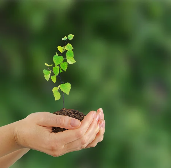 Sapling in hands — Stock Photo, Image