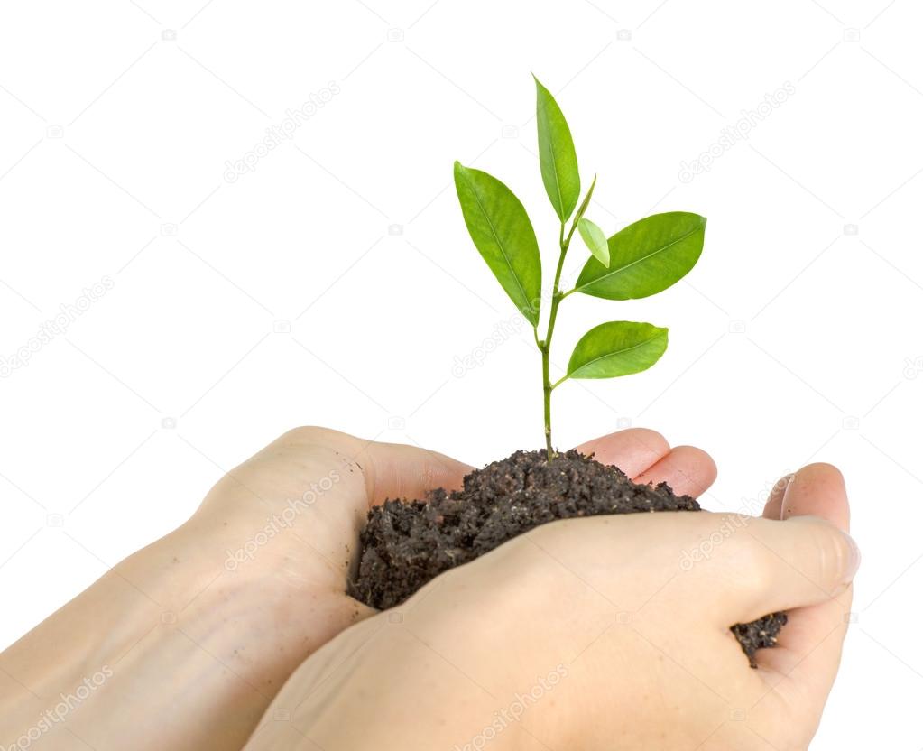Tree growing from soil