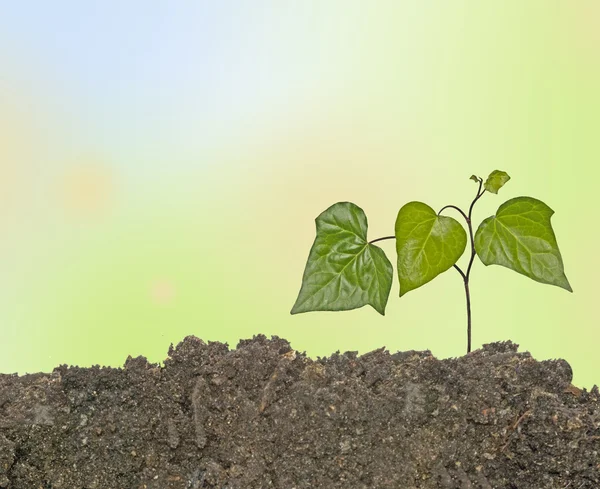 Planta em crescimento — Fotografia de Stock