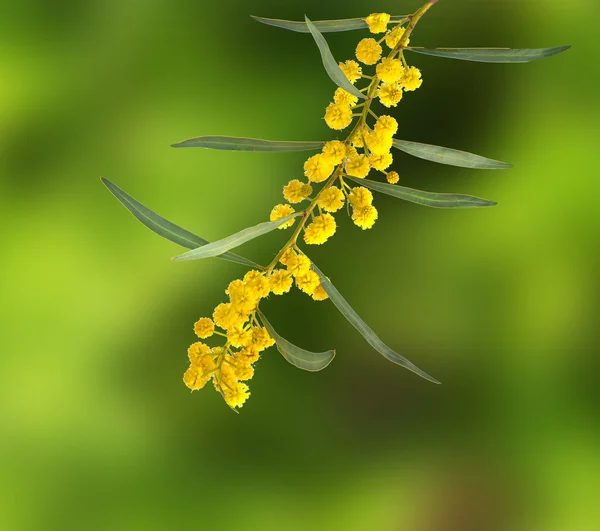 Acacia saligna — Foto de Stock