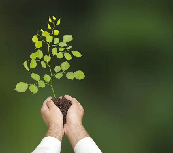 Planta i händer — Stockfoto