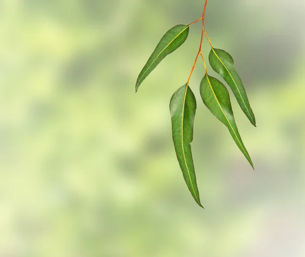 Eucalyptus branch — Stock Photo, Image