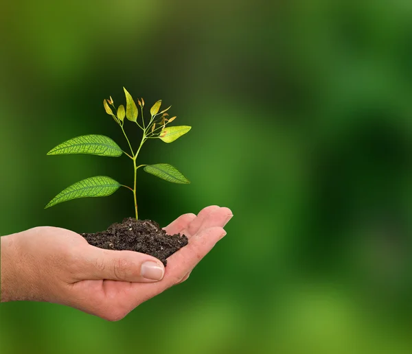 Sapling in hand — Stock Photo, Image