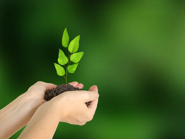 Planta i händer — Stockfoto