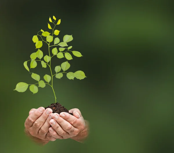 Sapling em mãos — Fotografia de Stock