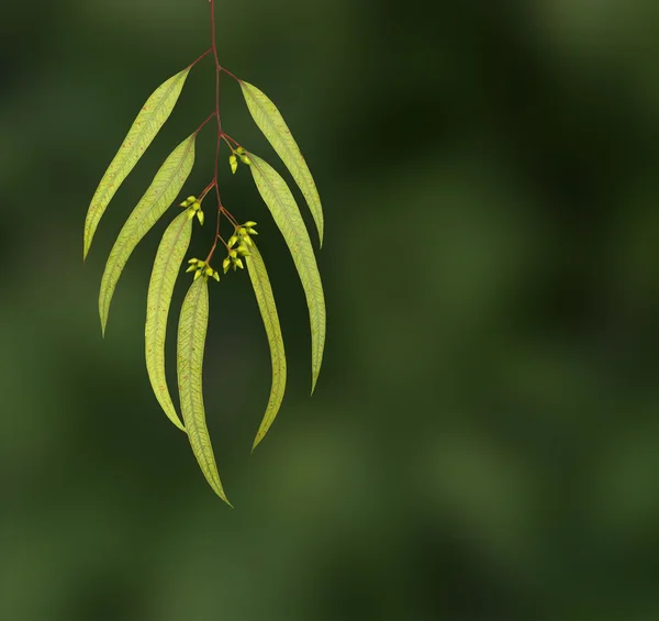 Branche d'eucalyptus — Photo