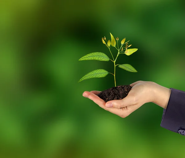 Planta i hand — Stockfoto