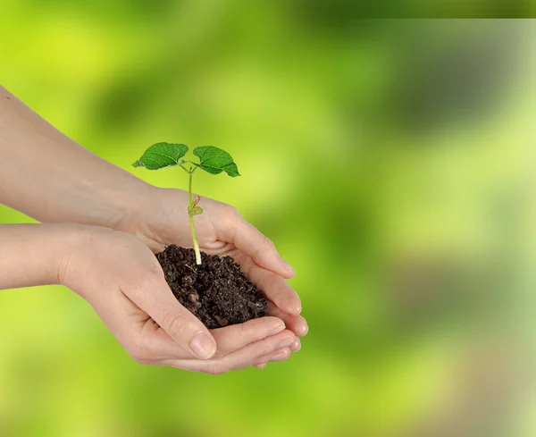 Planta i händer — Stockfoto