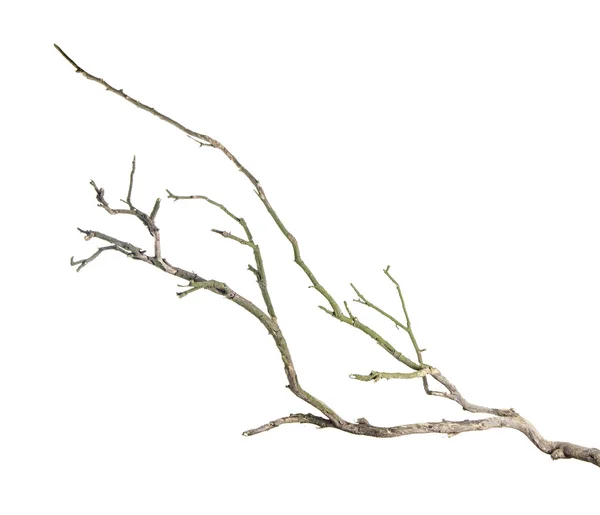 Dry branch — Stock Photo, Image