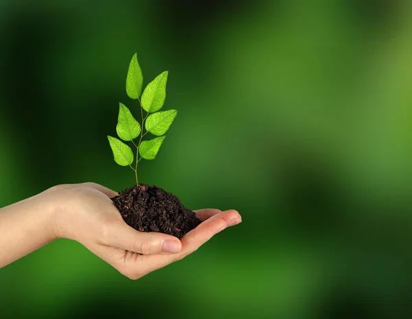 Planta i händer — Stockfoto