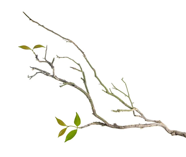 Zweig mit Blättern — Stockfoto