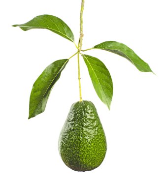 Branch of avocado  clipart