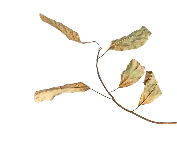 Branch with leaves — Stock Photo, Image