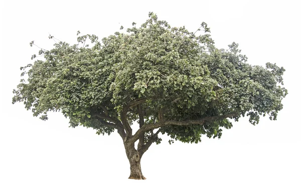 Albero su sfondo bianco — Foto Stock