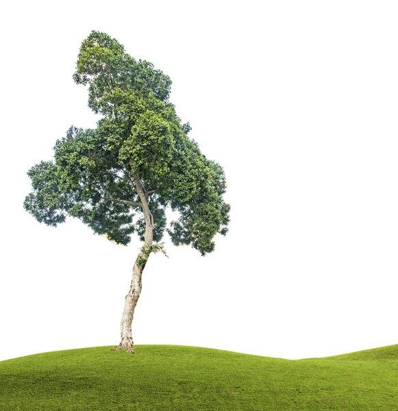Copac pe pajiște — Fotografie, imagine de stoc