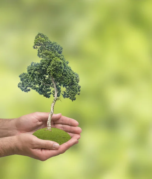 Baum in den Händen — Stockfoto