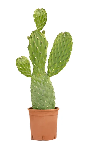 Cactus aislado sobre fondo blanco —  Fotos de Stock