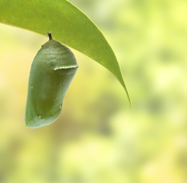 pupa monarch kelebek