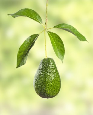 Avokado Şubesi 