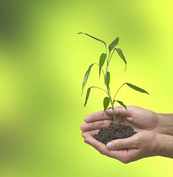 Lucky bamboo i händer — Stockfoto