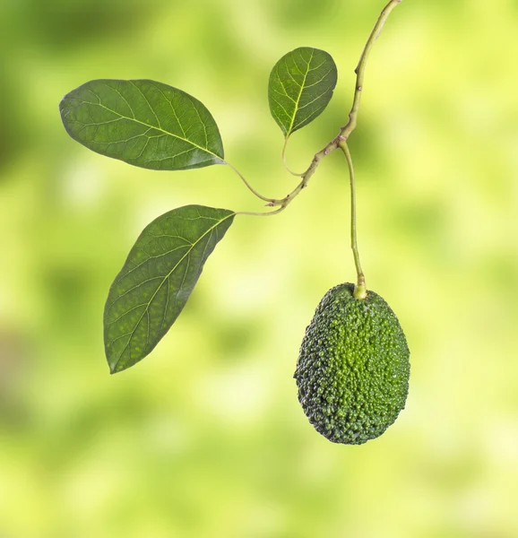 Branch of avocado — Stock Photo, Image