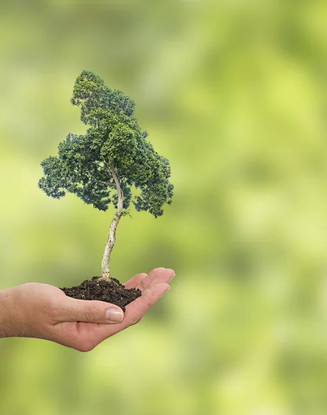 Baum in der Hand — Stockfoto