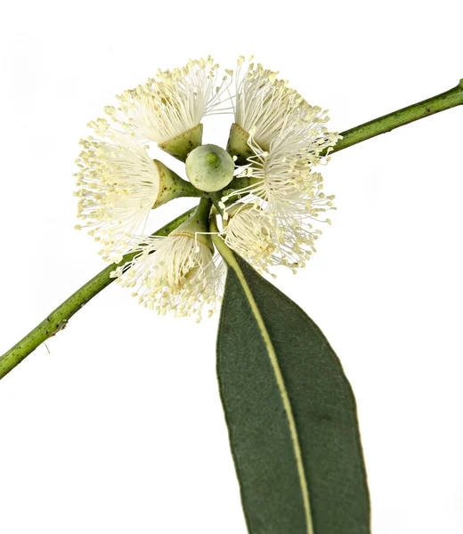 Flor de eucalipto — Fotografia de Stock