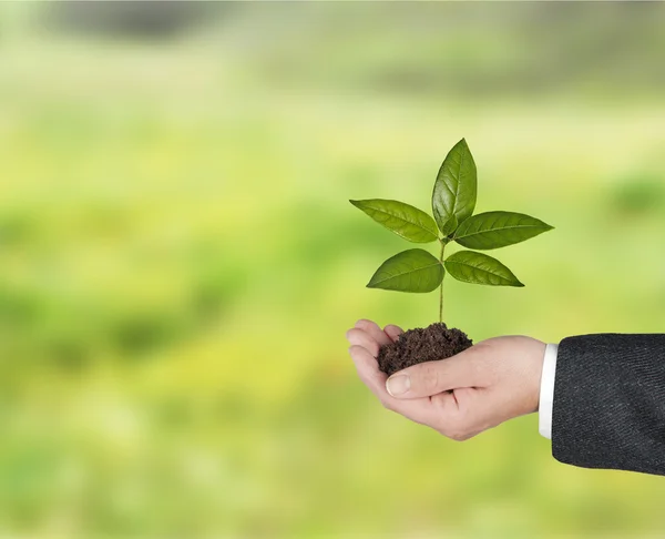 Sapling in hand — Stock Photo, Image