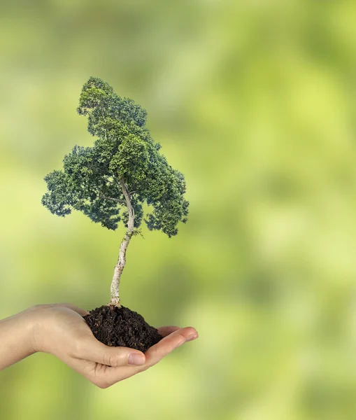 Baum in der Hand — Stockfoto