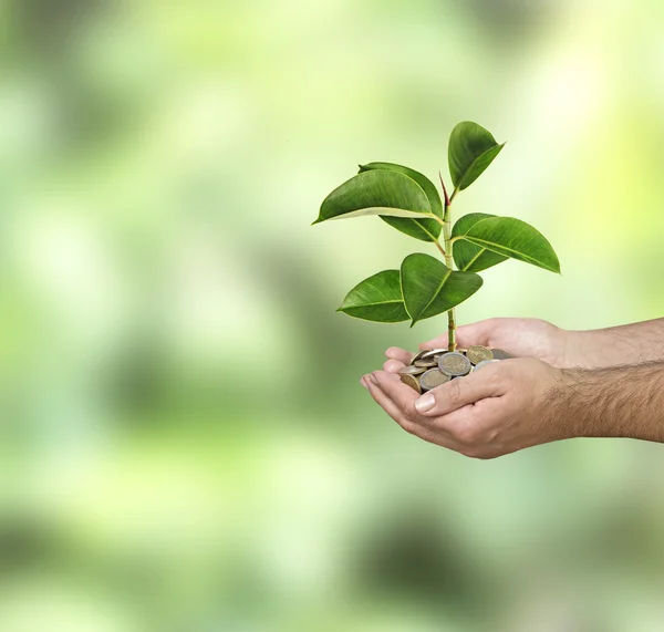 Investing to green business — Stock Photo, Image