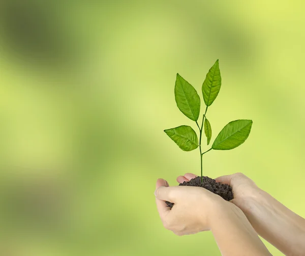 Planta i händer — Stockfoto