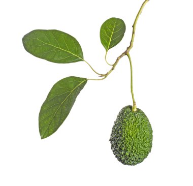 Branch of avocado  clipart