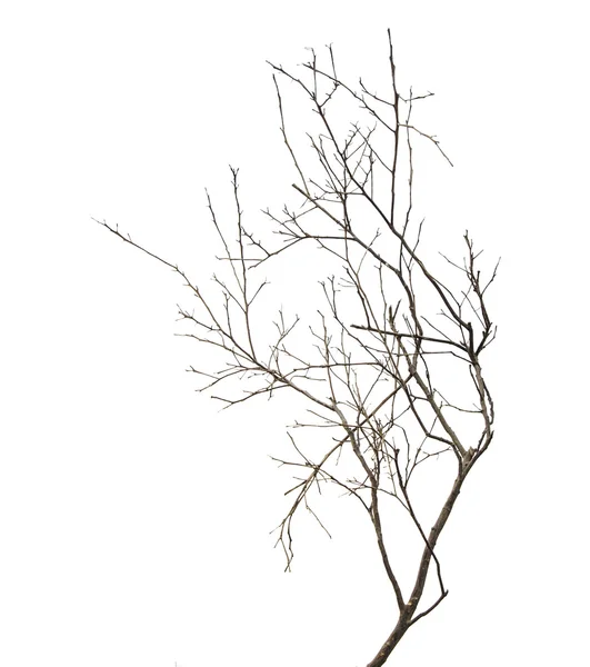 Branche sèche — Photo