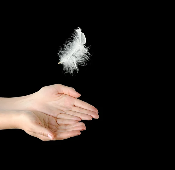 Primer plano de la pluma blanca cayendo en las manos —  Fotos de Stock