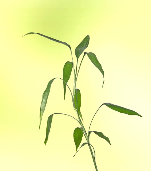 Lucky bamboo — Stock Photo, Image