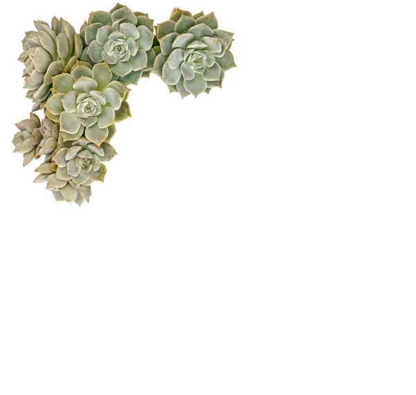 Hen and Chicks plant isolated on white background — Stock Photo, Image